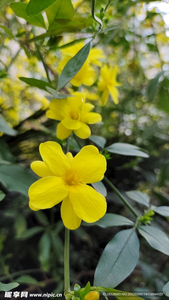 迎春花