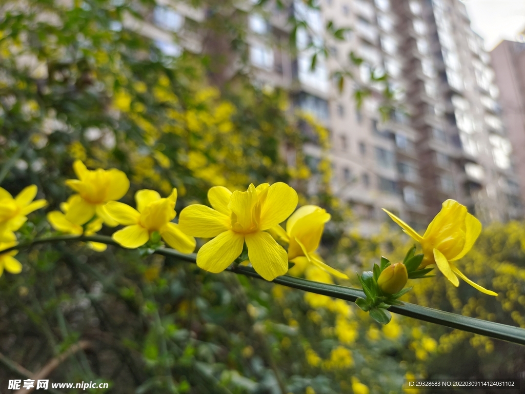 迎春花
