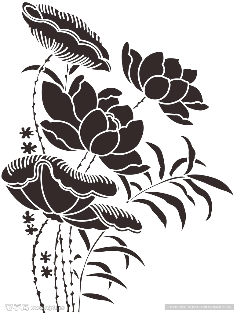 荷花