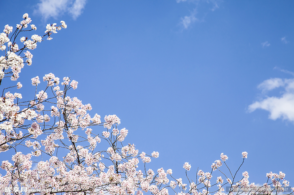 樱花 天空