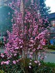 桃花开了