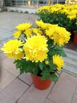 黄菊花盆栽