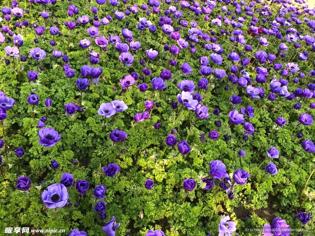 花海