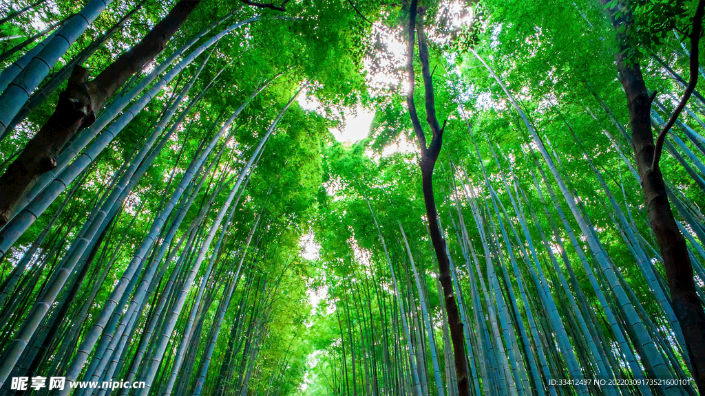 竹林