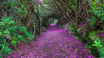 花路