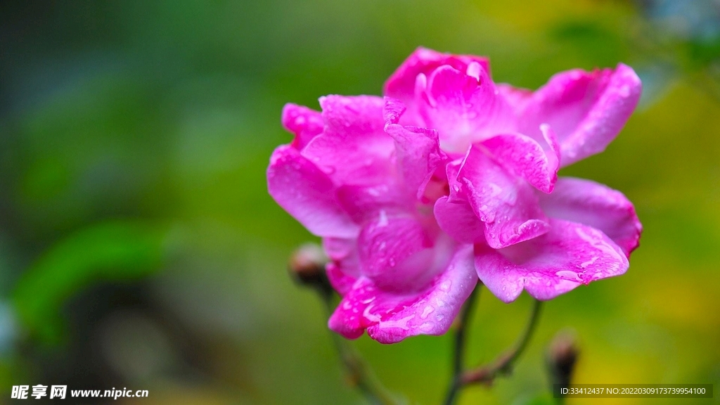 花