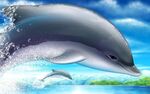 海豚