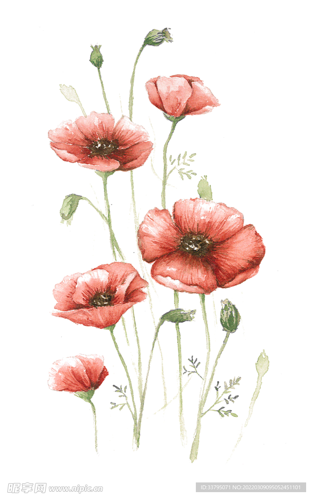 花朵植物插画