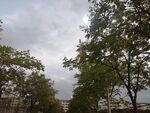 树与天空