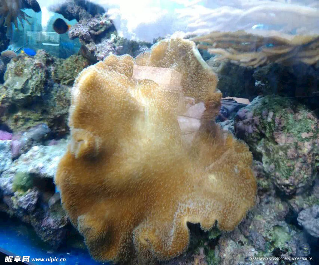 贝壳观赏珊瑚