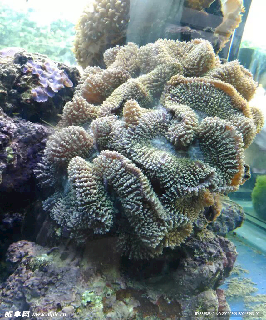 鱼缸贝壳观赏珊瑚