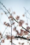 桃花朵朵盛开