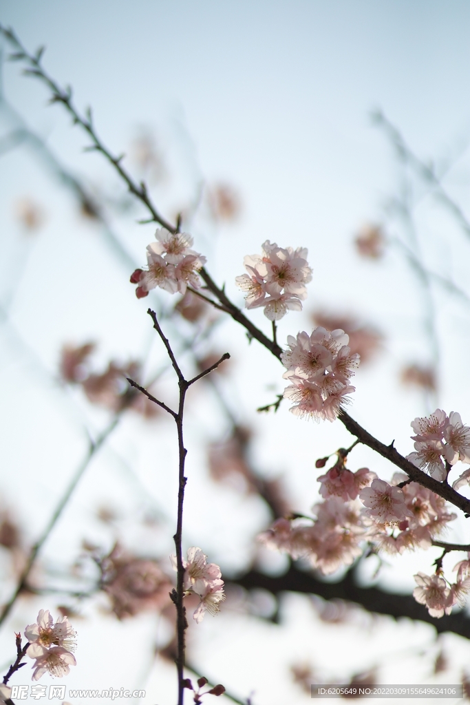 桃花朵朵盛开