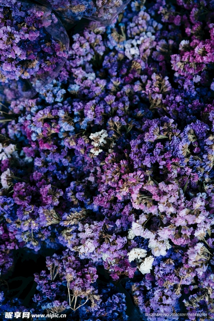 紫色花朵花海