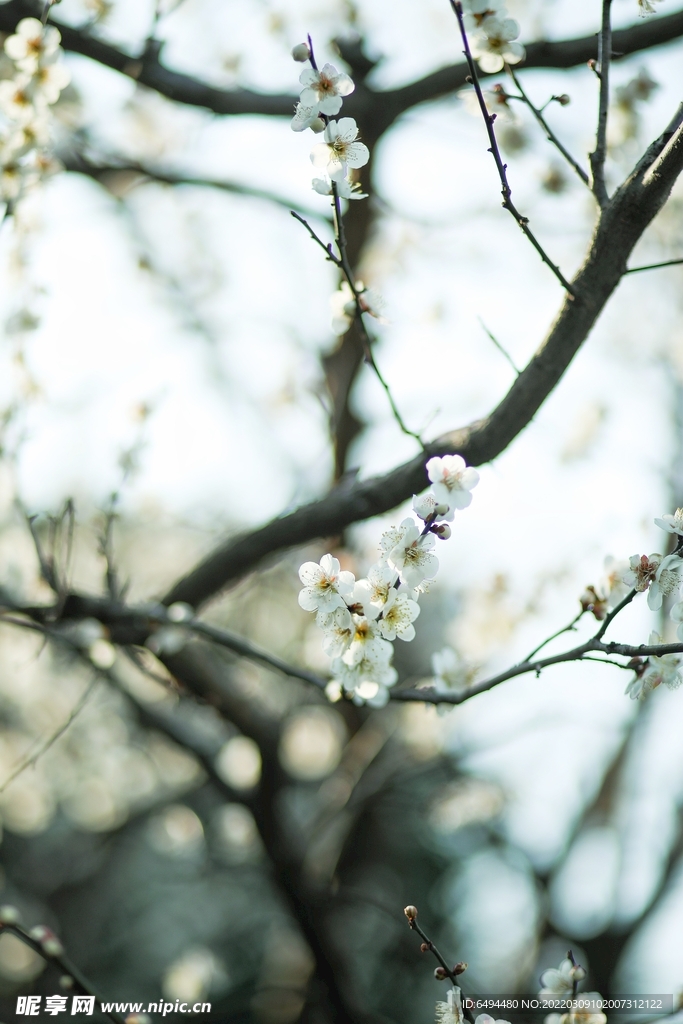 白色樱花鲜花樱花树