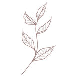 线描简约叶子