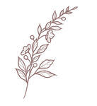 线描简约叶子1