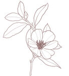 线描简约樱花