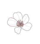 线描简约樱花