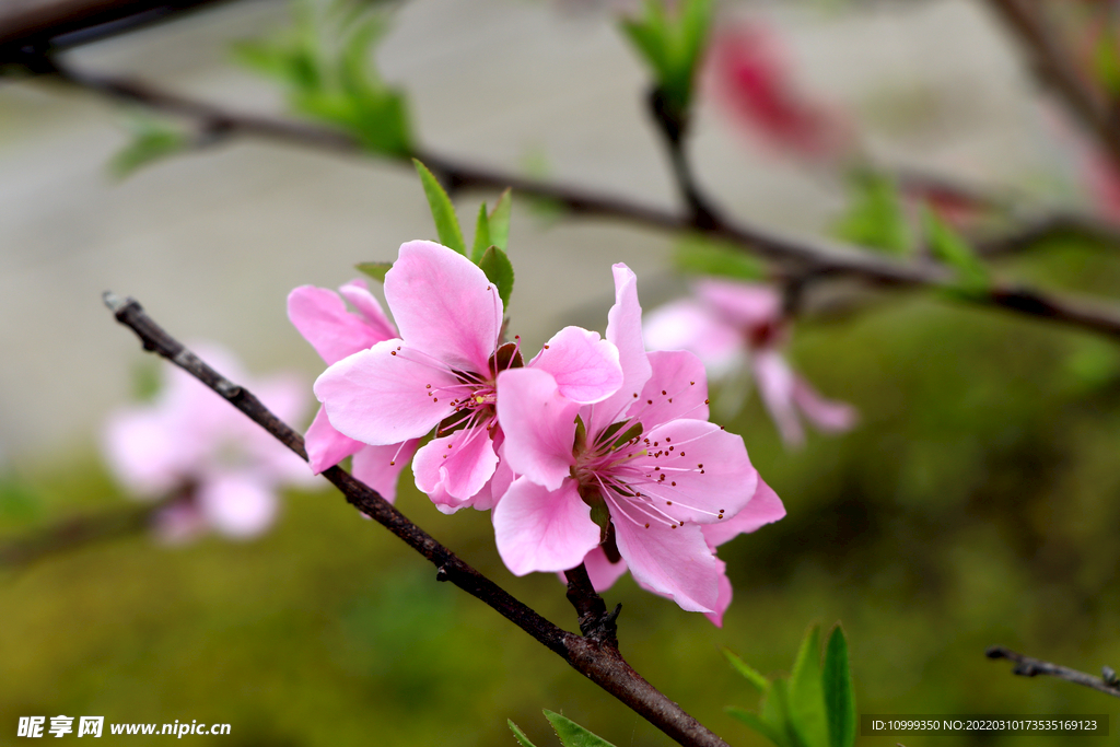 桃花特写