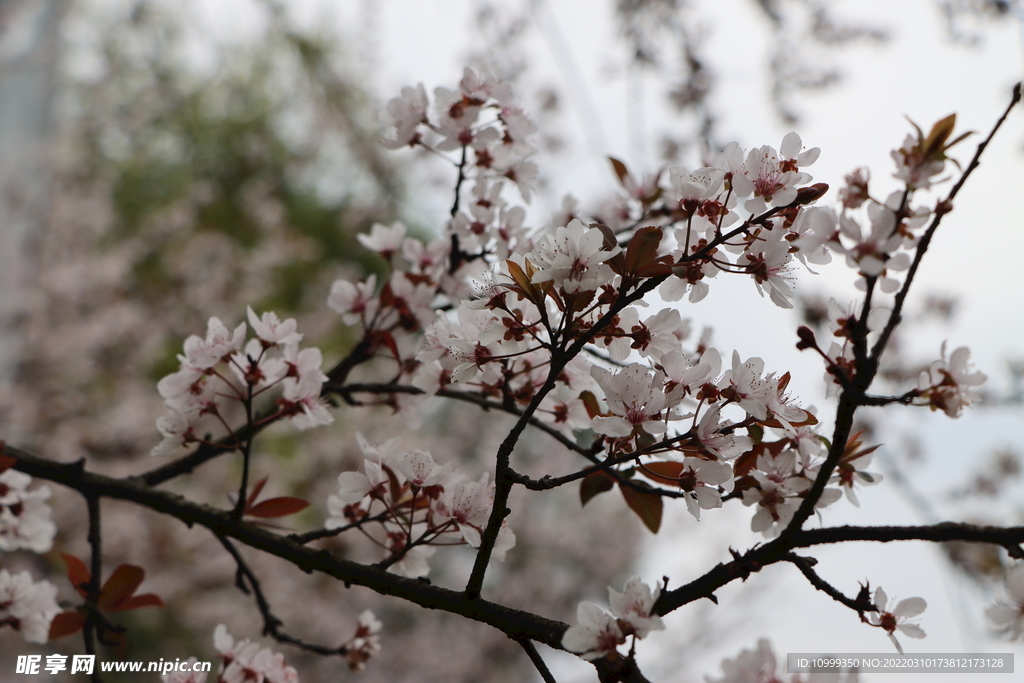 白李花