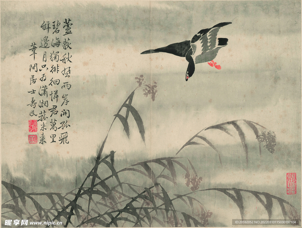 野鸭  