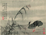 野鸭  