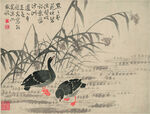 野鸭  
