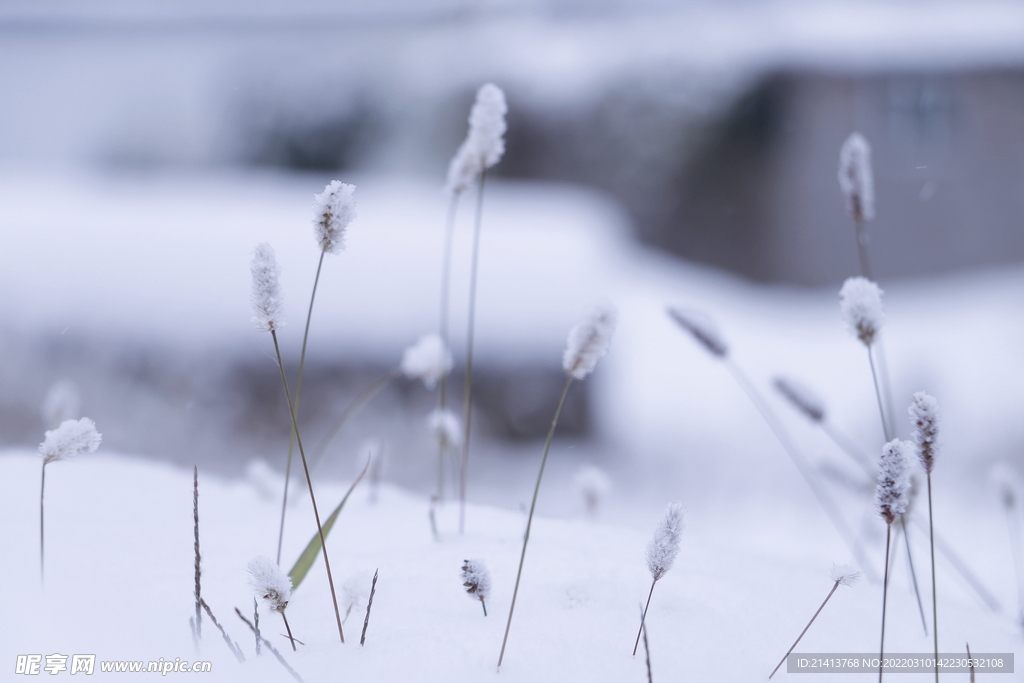 冬日雪景风景