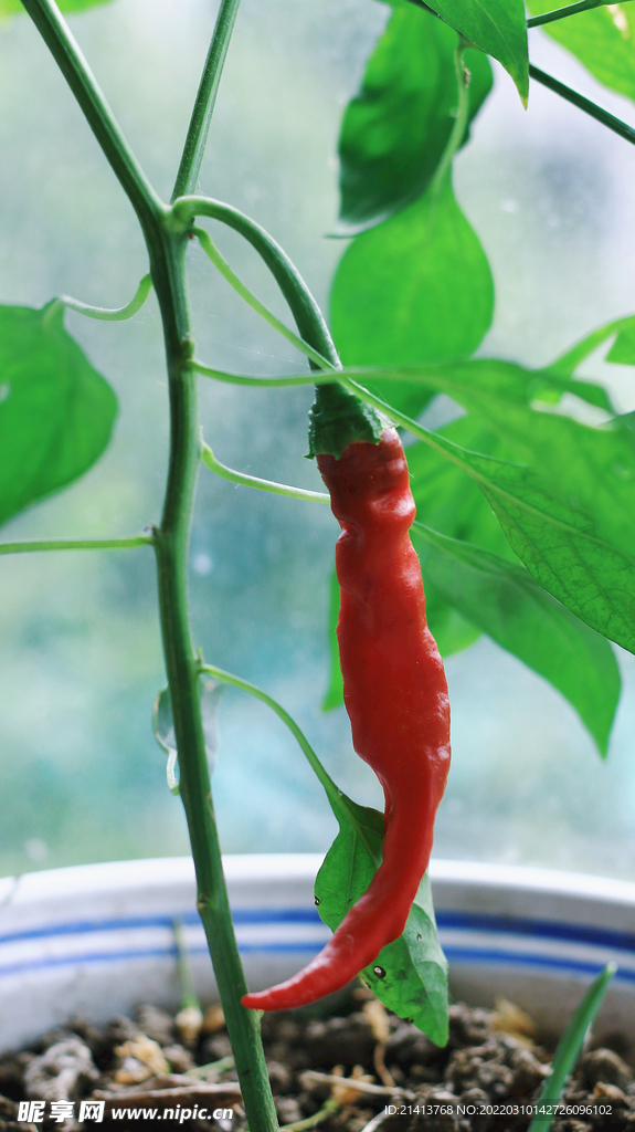 红椒辣椒蔬菜 