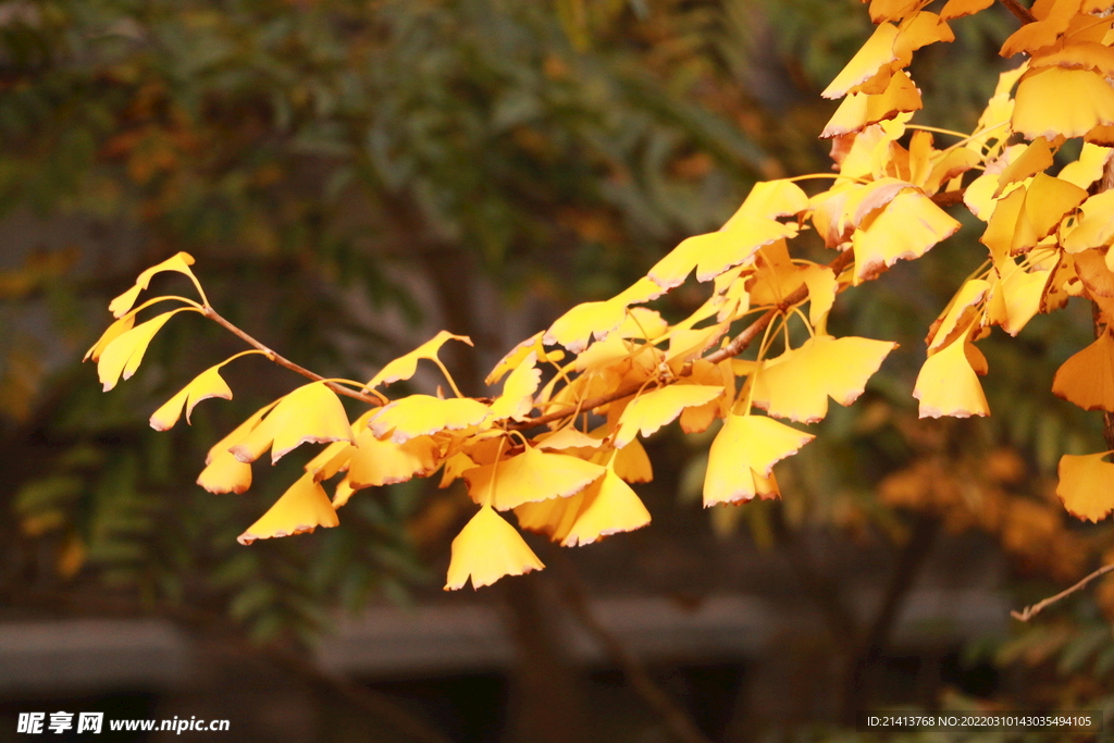 银杏树银杏叶 