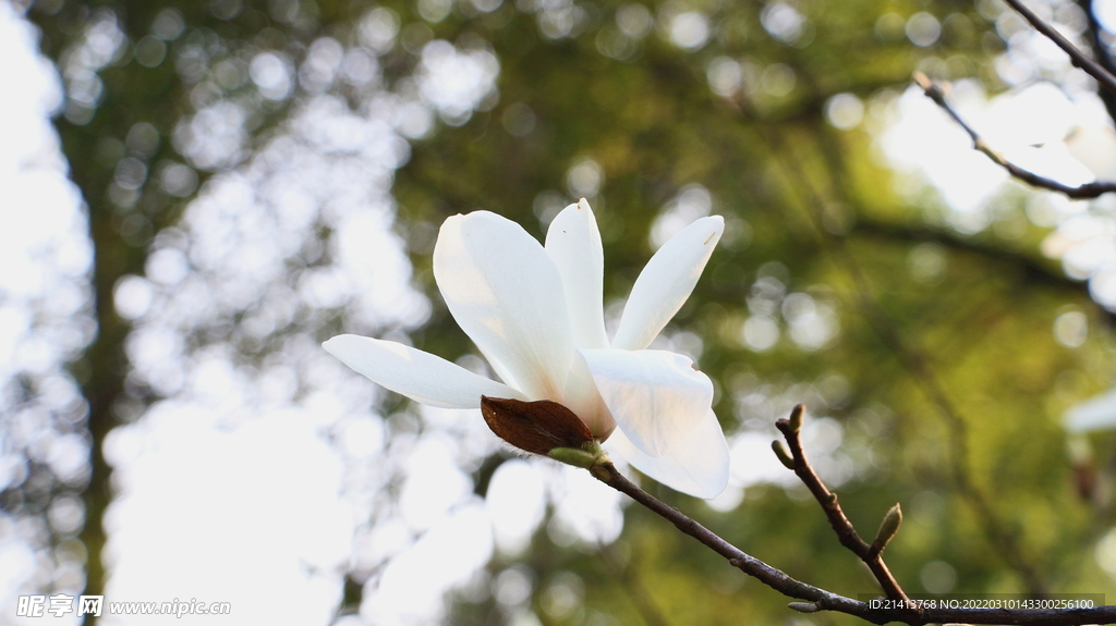 木棉花朵花卉