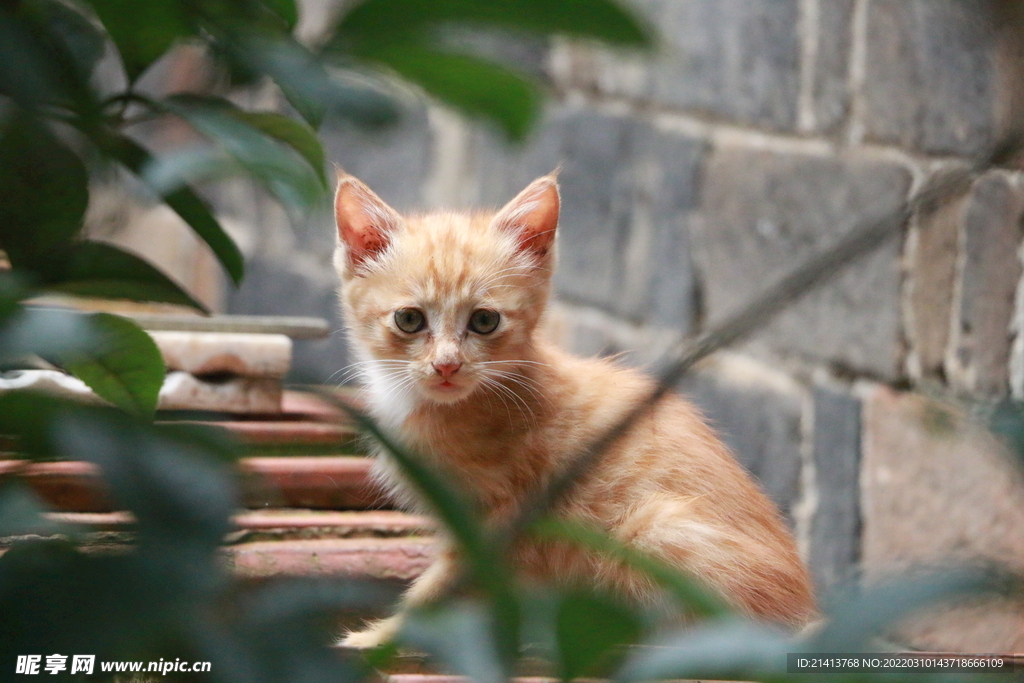 花猫猫咪小猫 