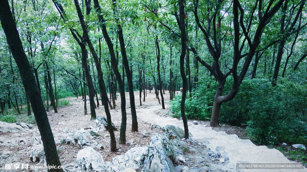大树树木树林