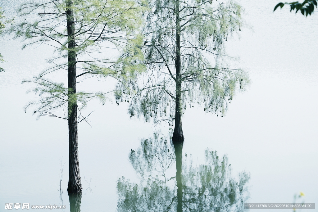 绿植绿叶树叶