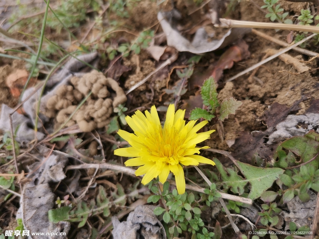 黄花