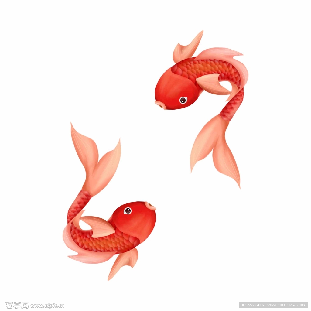 锦鲤