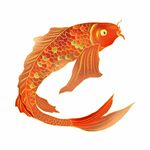 锦鲤