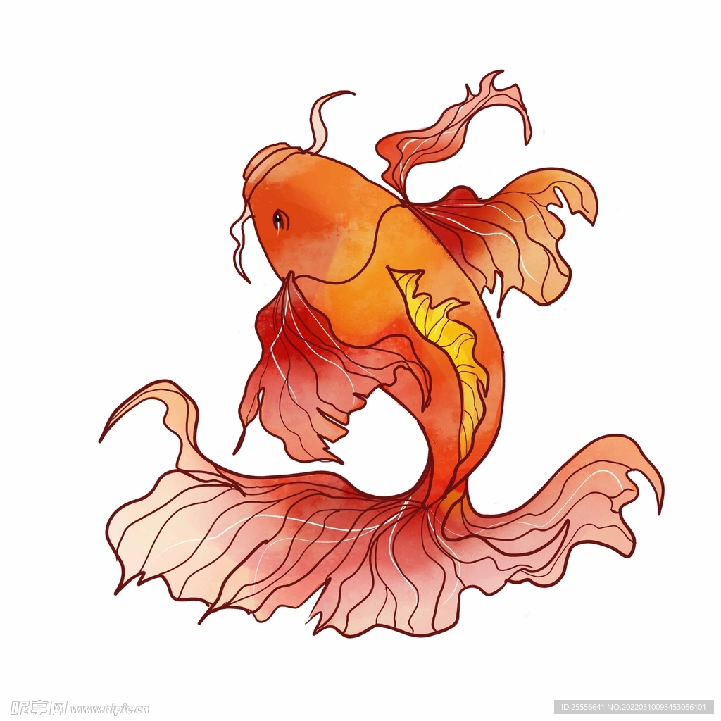 锦鲤