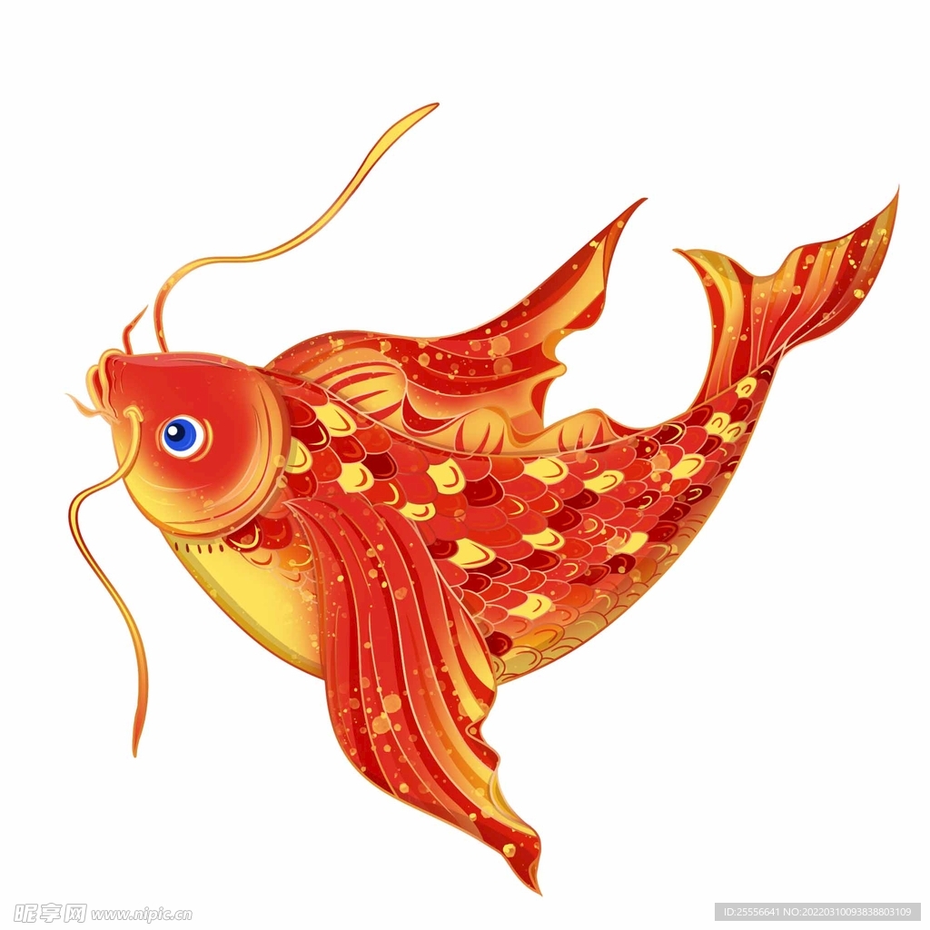 锦鲤