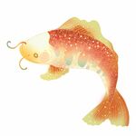 锦鲤