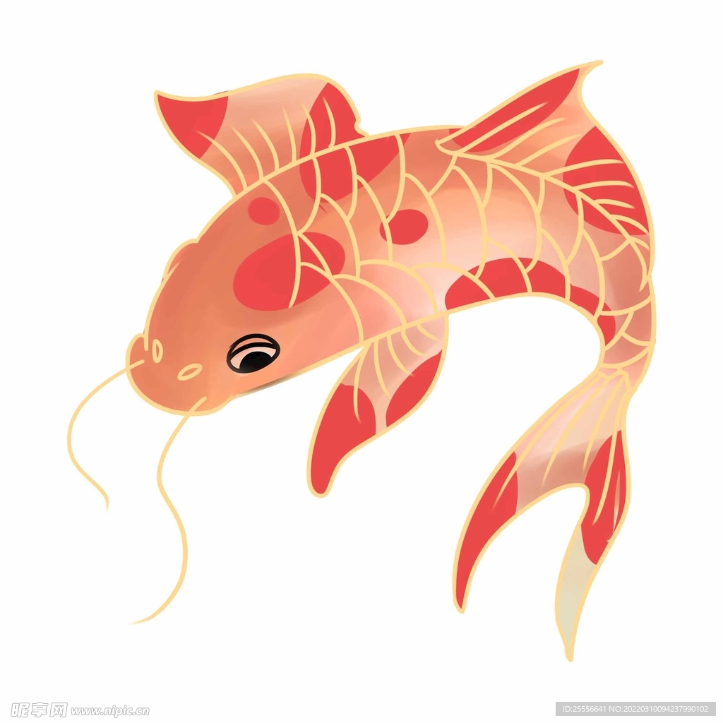 锦鲤