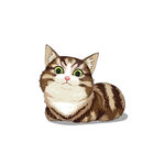 猫              