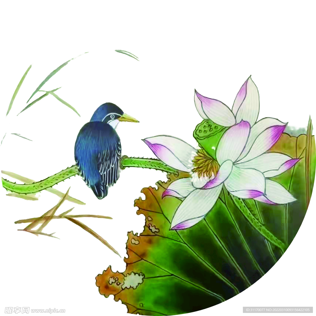 蓝鸟荷花