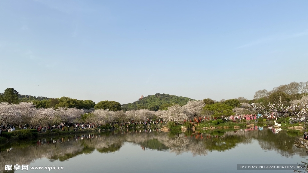 花海