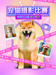 宠物海报 