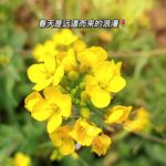 油菜花  春天
