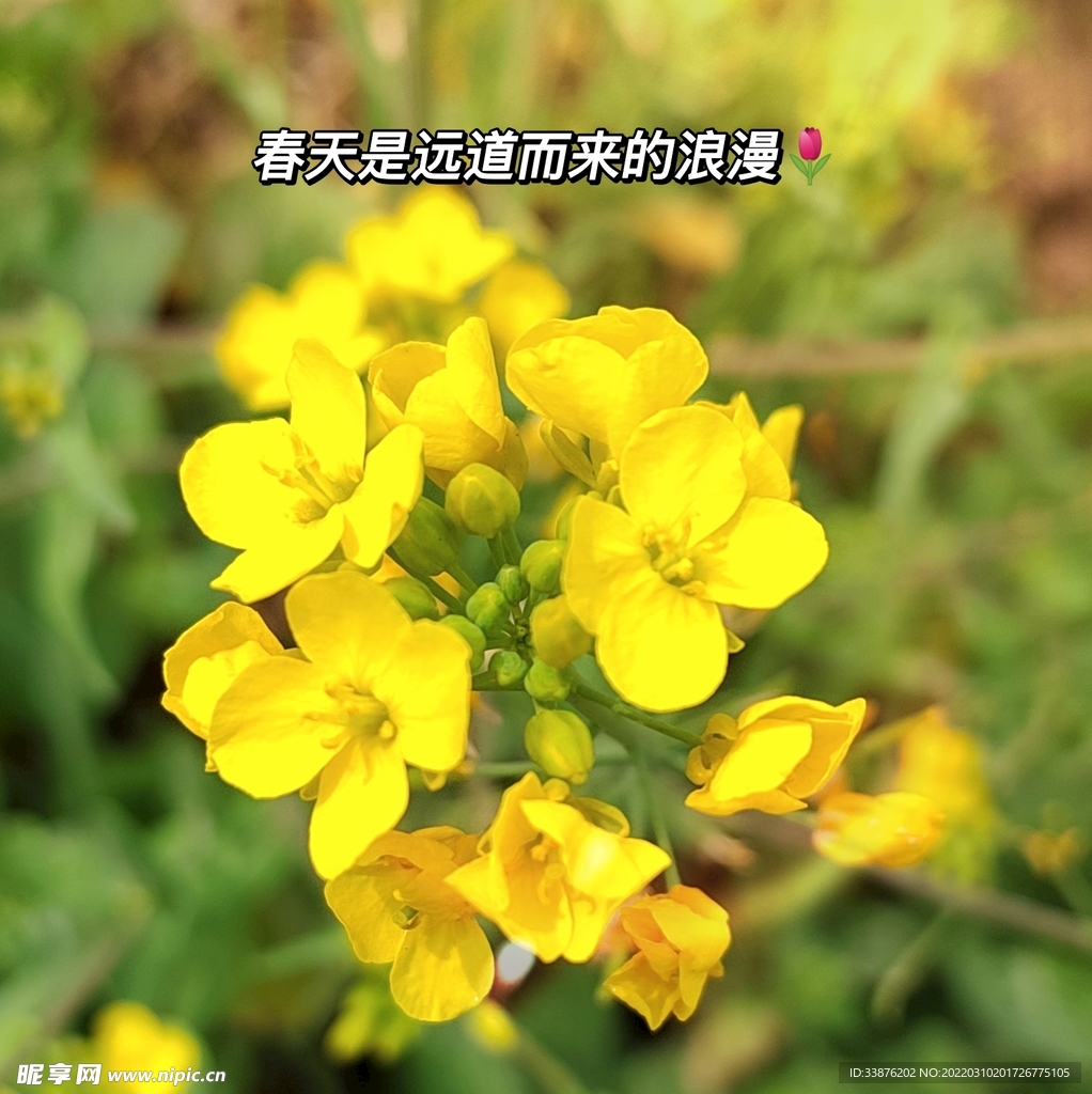 油菜花  春天