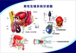 男性生殖系统示意图