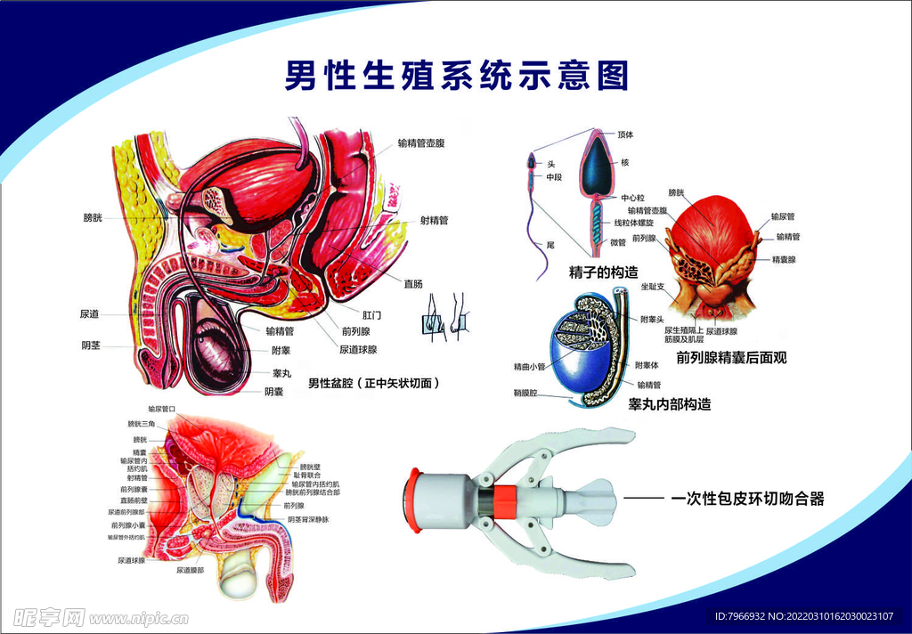 男性生殖系统示意图
